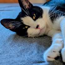 adopt-pet