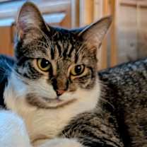 adopt-pet