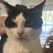 Thumbnail photo of Eder SYG #1