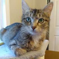 adopt-pet