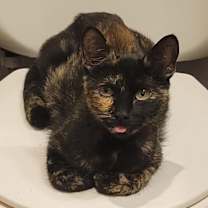 adopt-pet