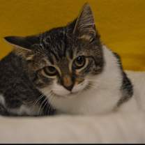 Thumbnail photo of Domino (Wendy Kit) #2