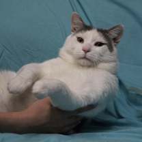 adopt-pet