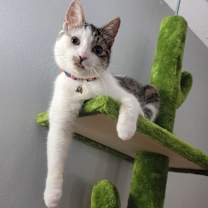 adopt-pet
