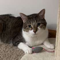 adopt-pet