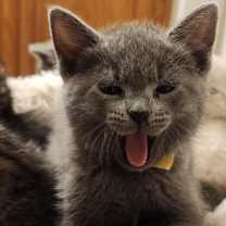 Thumbnail photo of 11 Herbs & Spices Litter #2