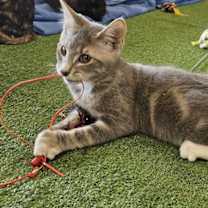 Thumbnail photo of Sleepy #1