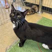 Thumbnail photo of Dopey #1