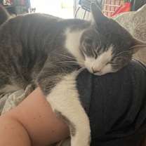 Thumbnail photo of Daisy-Nala #1