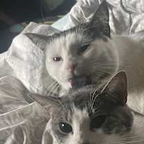 Thumbnail photo of Artemis #1