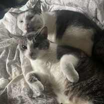 Thumbnail photo of Daisy-Nala #2