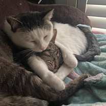 Thumbnail photo of Artemis #2