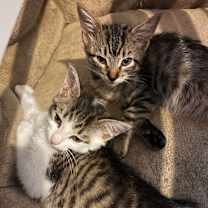 Thumbnail photo of Reba #4