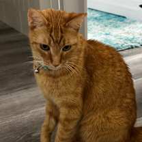 Thumbnail photo of Lazlo #4