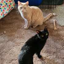 Thumbnail photo of Freya the Feral #3