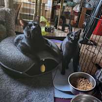 Thumbnail photo of Freya the Feral #4