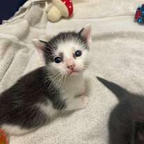 Thumbnail photo of Violet Spring-TL #2