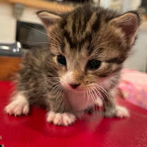 Thumbnail photo of Leif Spring- TL #2