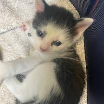 Thumbnail photo of Violet Spring-TL #3