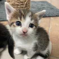 Thumbnail photo of Ivy Spring-TL #4