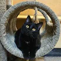 Thumbnail photo of Puma #1