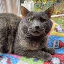 Thumbnail photo of Harper #2