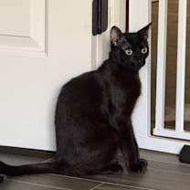 Thumbnail photo of Rolo ( BB) #1