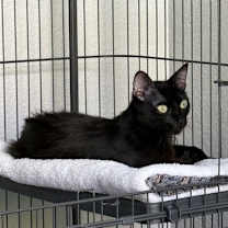 Thumbnail photo of Rolo ( BB) #2