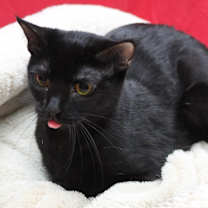 adopt-pet