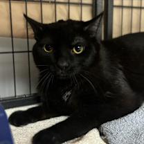 adopt-pet