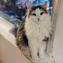 Thumbnail photo of Isabelle #4