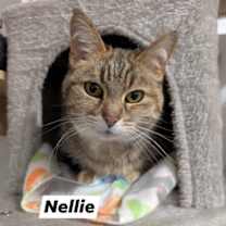 Thumbnail photo of Nellie #1