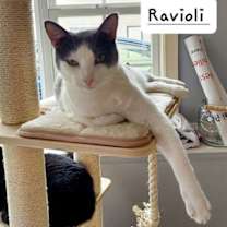 Thumbnail photo of Ravioli #2