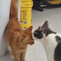 Thumbnail photo of Ravioli #4