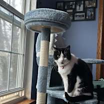 adopt-pet