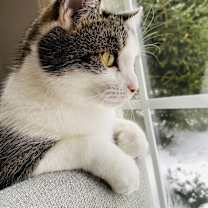 Thumbnail photo of Buds #1