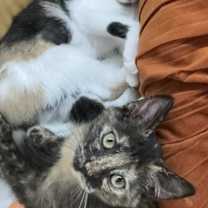 Thumbnail photo of Callie (aka Dot/FHV+) #3