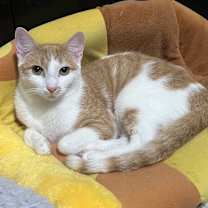 Thumbnail photo of Mango #1