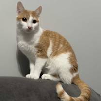 Thumbnail photo of Mango #2