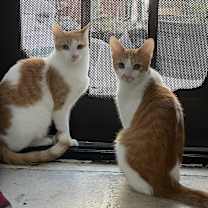 Thumbnail photo of Mango #3