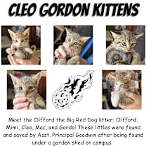 Thumbnail photo of Cleo, the Poodle #2