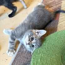 Thumbnail photo of Sleepy #2