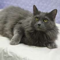 adopt-pet