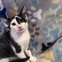 Thumbnail photo of Miles #1