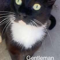 Thumbnail photo of Gentleman #2