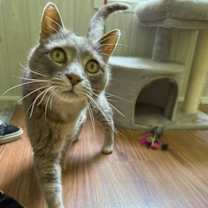 Thumbnail photo of Longlegs #1