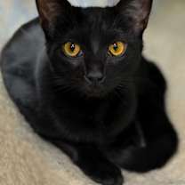 Thumbnail photo of Udelle #1