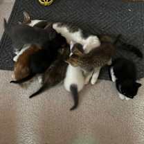 Thumbnail photo of Wisteria #2