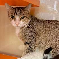 Thumbnail photo of Willow #2