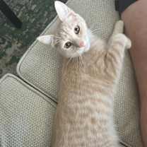 Thumbnail photo of Frito #4